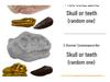 Gem Dinosaur Fossil Teaching Aids: Archaeological Excavation Toys for Primary School Students