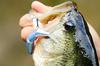 SHIMANO Bantam Bt Bait 99SS Kyoringill 013 Freshwater Lure Plug for and Rivers (SHIMANO) ZR-599T Bass, Lakes, Dams, Ponds,