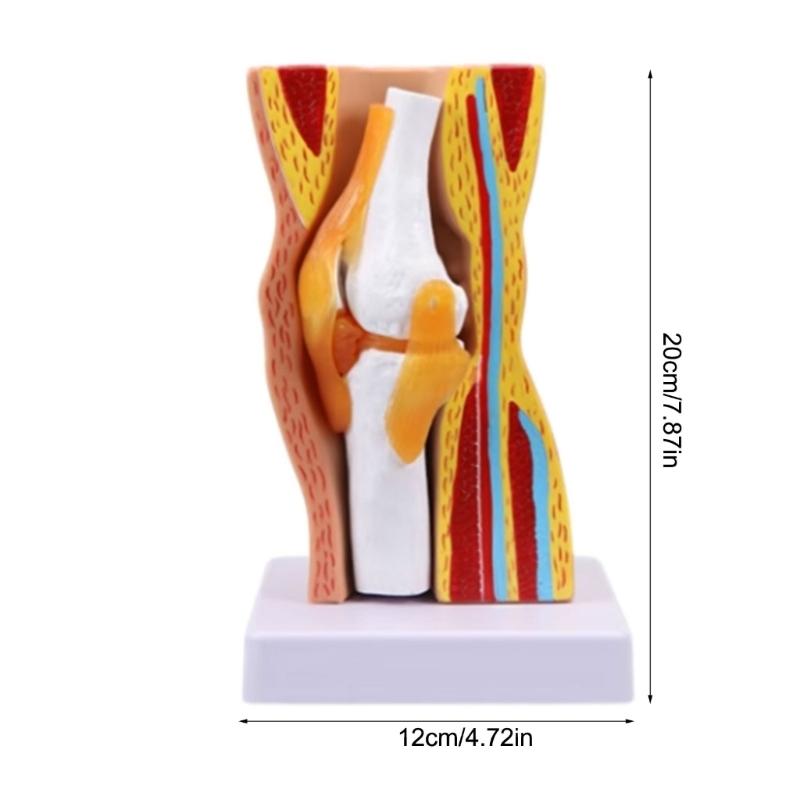 Model ludzkiego stawu kolanowego Model więzadeł stawu kolanowego Szkielet Mięśnie Anatomia Model Narzędzie do nauczania szkolnego na lekcję przyrody