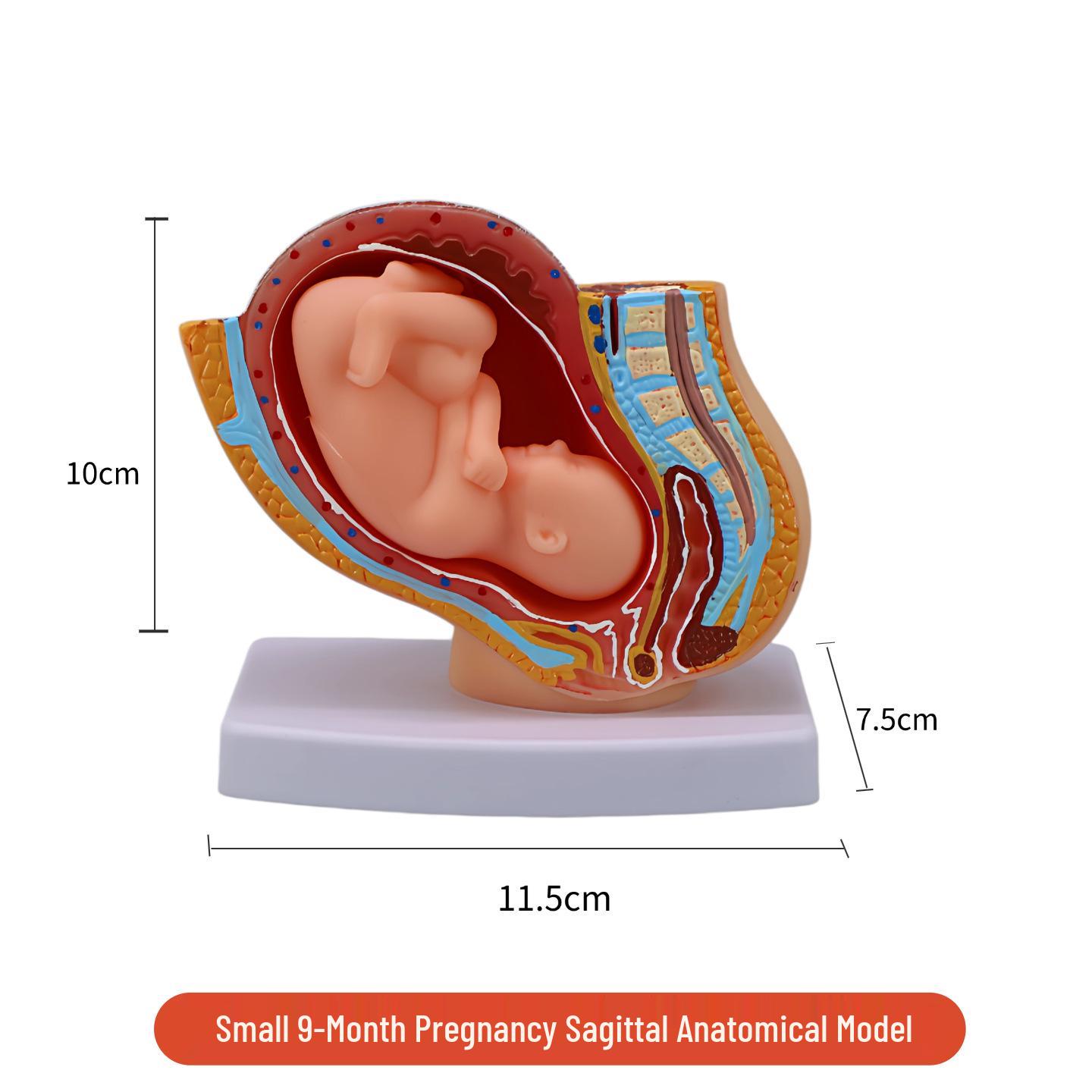 Full-Term Pregnancy Female Pelvis Model with Nine-Month Fetus
