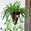 Rattan Wicker Hanging Basket for Artificial Pothos Plant Decoration