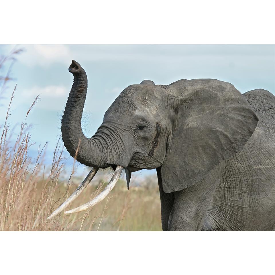 5D-Diamantgemälde zum Selbermachen, Tier-Strass-Bilder, Kreuzstich-Set, voller Diamant-Stickerei, Elefant, Mosaik, Geschenk, Heimdekoration