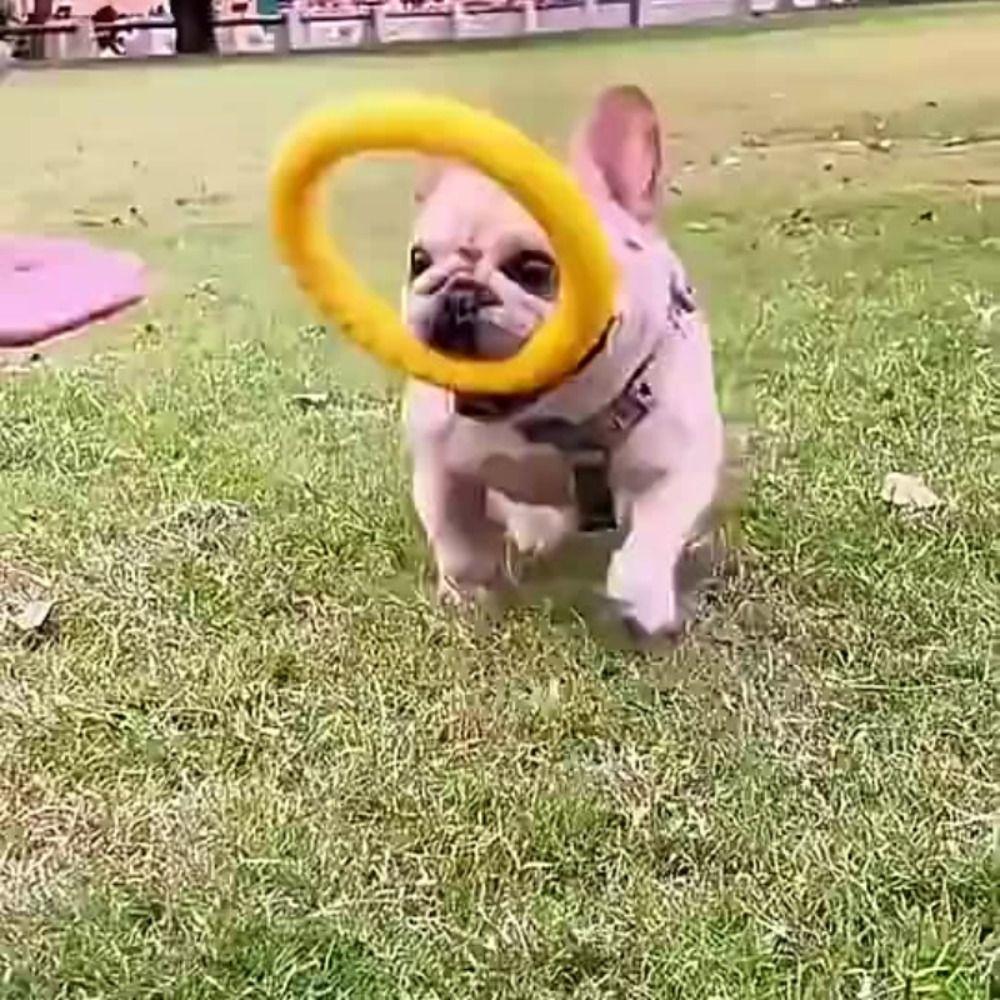 29cm Dog Chew Toy Teeth Cleaning Indestructible Pull Ring Toy Dog Chew Rings  Large Dogs