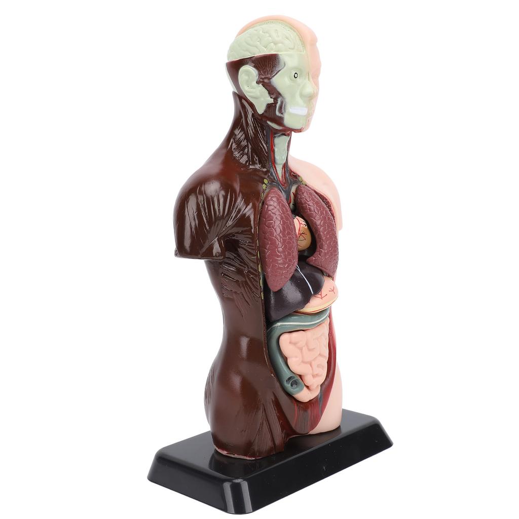 Model lidského těla, anatomie, fyziologie, struktura, orgány, vzdělávací sada pro vědeckou učebnu