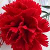54cm Artificial Red Carnations Real Touch Fake Plants Simulation Carnation Flower  Wedding