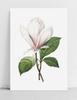 Plakat kwiat magnolia retro vintage