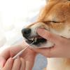 Pets Teeth Cleaning Tools Double Sided Dogs Cats Tartar Remover Dental Stones Toothbrush Stainless Steel Scraper Pet Supplies