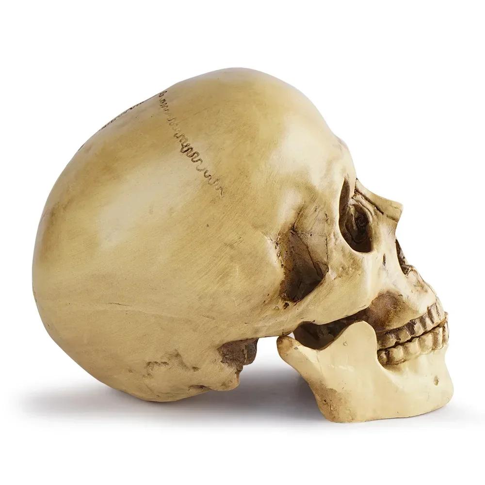 Resin Material Life Size Human Anatomy Model 1:1 Highly Realistic Replica Human Adult Skull Head Bone Model Halloween Decoration