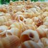 85PCS Natural Conch Shells Aquarium Decoration Party Festival Home Decor Natural Sea Beach Shell Conch Seashells For DIY Crafts