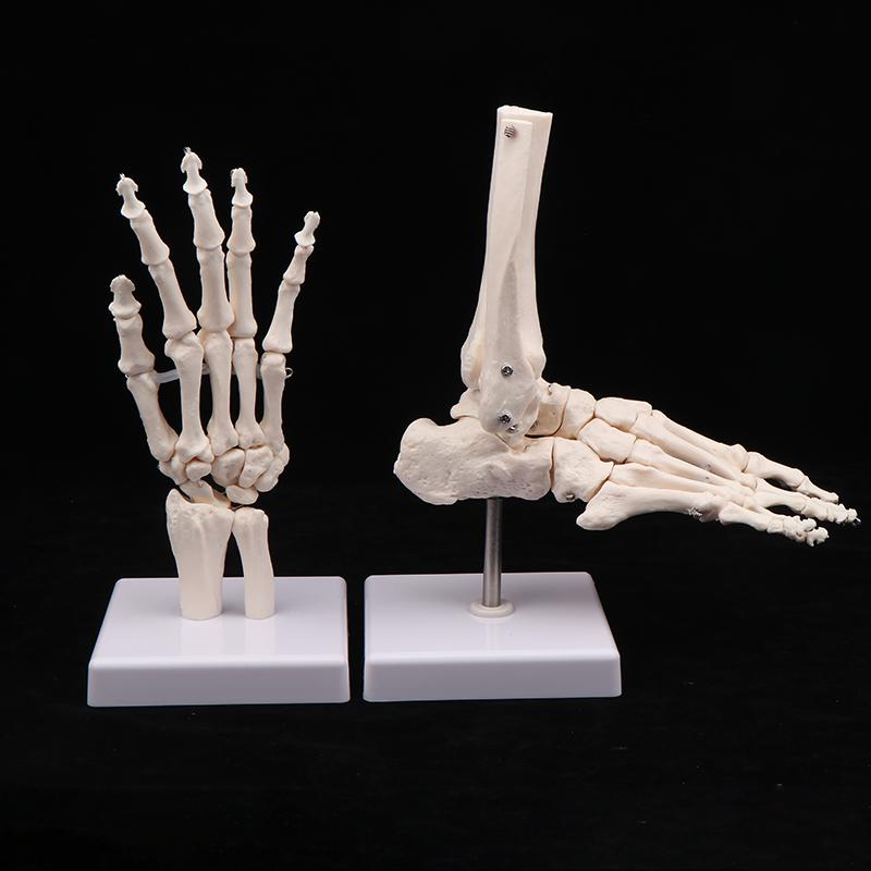 Anatomical Hand And Foot Skeleton Model Showing Ulna And Radius Portray Natural Movement Of Human Hand Foot