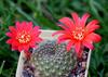 SAFLAX Rebutia - 40 Seeds - With Potting Substrate for Better Cultivation - Rebutia Mix