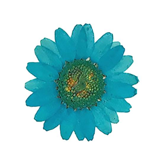 12 sztuk Prasowane Suszone Naturalne Kwiaty Żywica Epoksydowa Crafting Paznokci DIY Dekoracja Telefonu