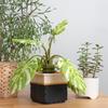 Kawada Parlor Premier Monstera 80-57234