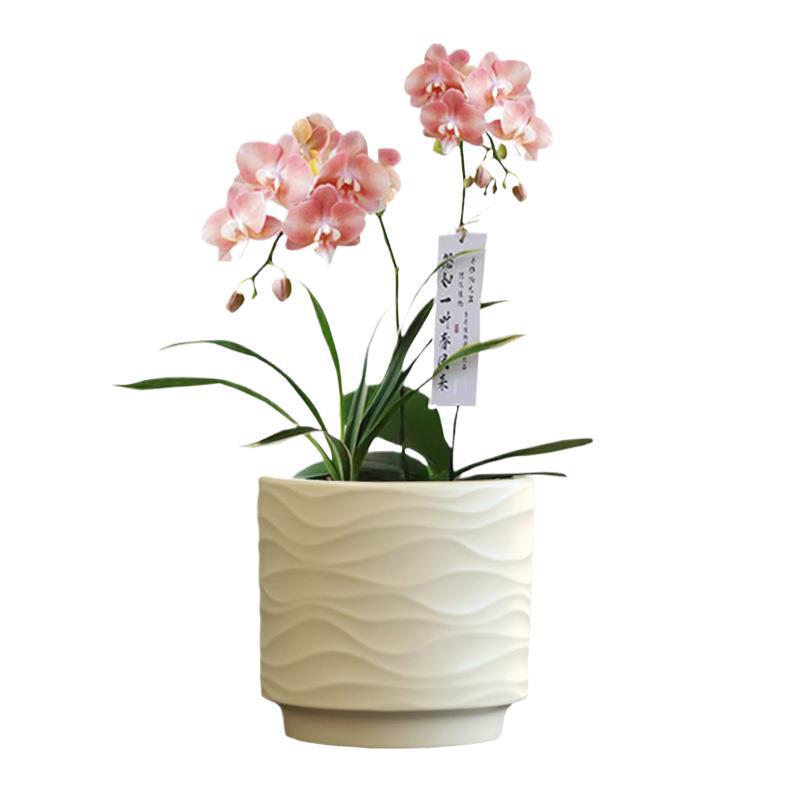 Nordic Minimalist Ceramic Flower Pot with Tray for Phalaenopsis, Orchid, and Succulent Plants