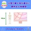 [Authentic, fully anatomical model for tabletop use] 45cm 1/4 scale compact human anatomy model. [A space-saving anatomical model with meticulous atte