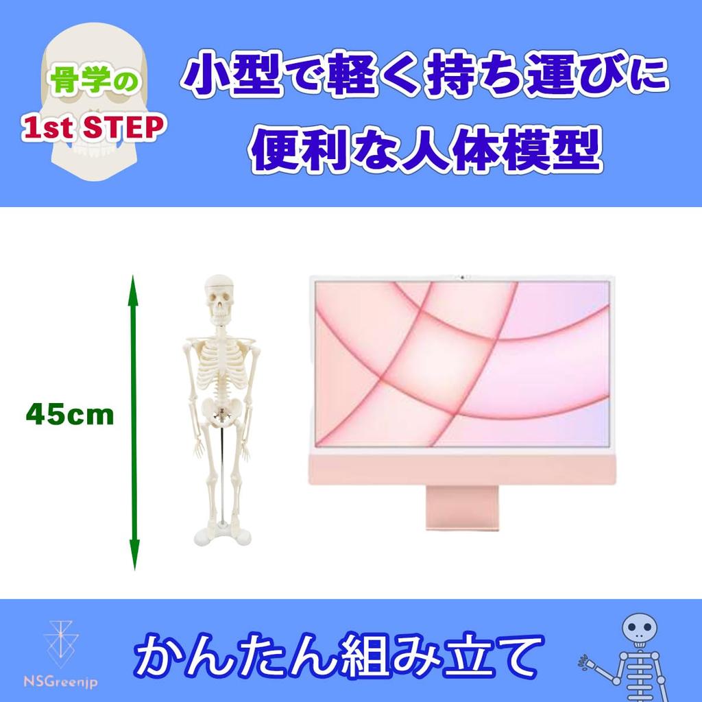 [Authentic, fully anatomical model for tabletop use] 45cm 1/4 scale compact human anatomy model. [A space-saving anatomical model with meticulous atte