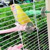 Non-slip Bird Standing Perches Stick Resin Bird Chew Rod Bird Grinding Claw Stick  Budgie