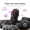 Qilixiang Selected Dried Mulberries