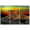 Three piece picture canvas print Lion Savanna Africa Nature