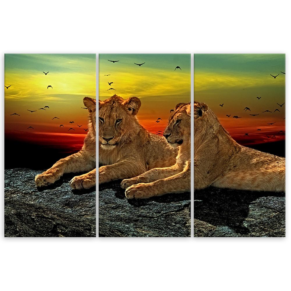 Three piece picture canvas print Lion Savanna Africa Nature
