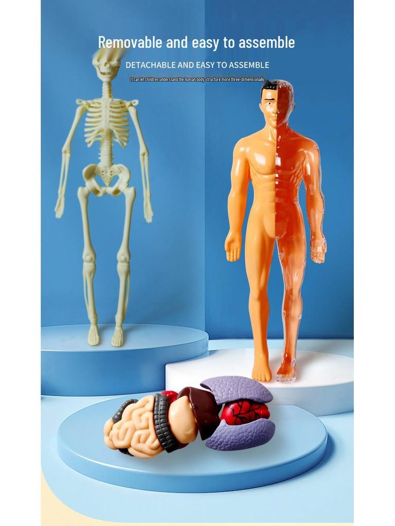 Detachable Human Skeleton Model Educational Toy for Kids