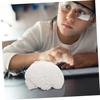 TENDYCOCO Human Brain Model: Human Brain Anatomy Model with Display Base, White for Learning Science Classroom Research Display Medical Education