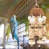 Parrot Chew Toy Coconut Shell Hanging Toy Natural Wooden Blocks Parrot Cage Bite