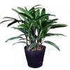 Bambusa multiplex 'Golden Bamboo': Large Evergreen Indoor Plant, Air-Purifying Foliage in Pot