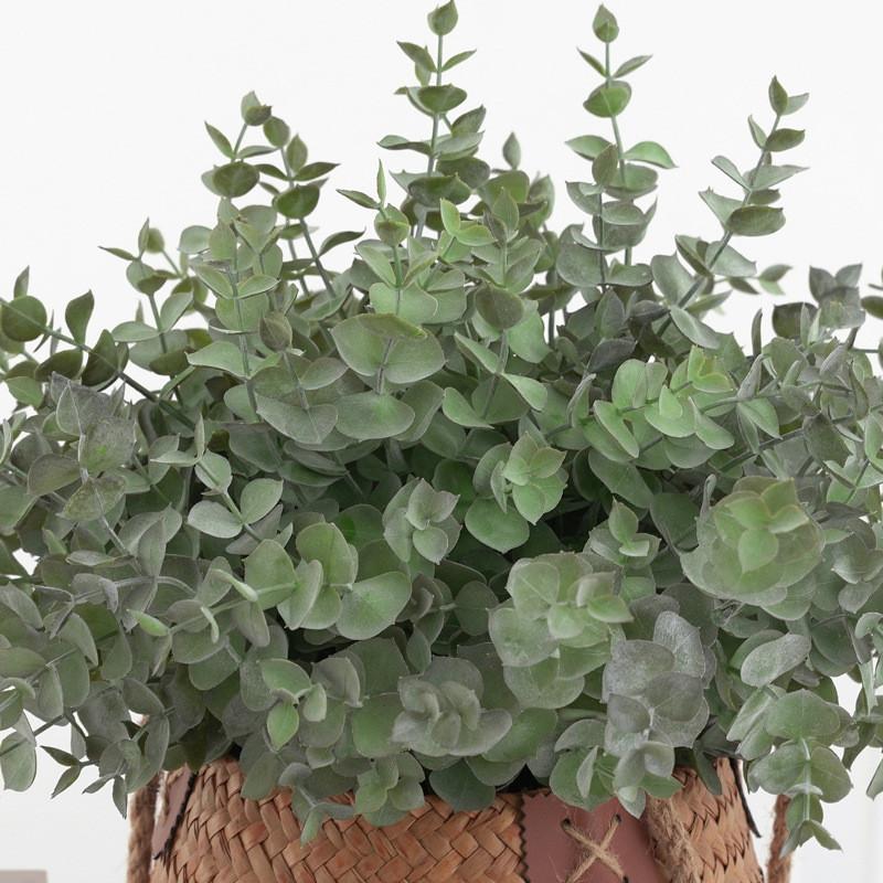 Eucalyptus Plant Globulus Foliage For Home Enhancement Photography Prop