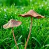 1Pcs Metal Mushroom Garden Stakes Retro Rusty Mushroom Plaque Garden For Yard Patio Lawn Outdoor Decor