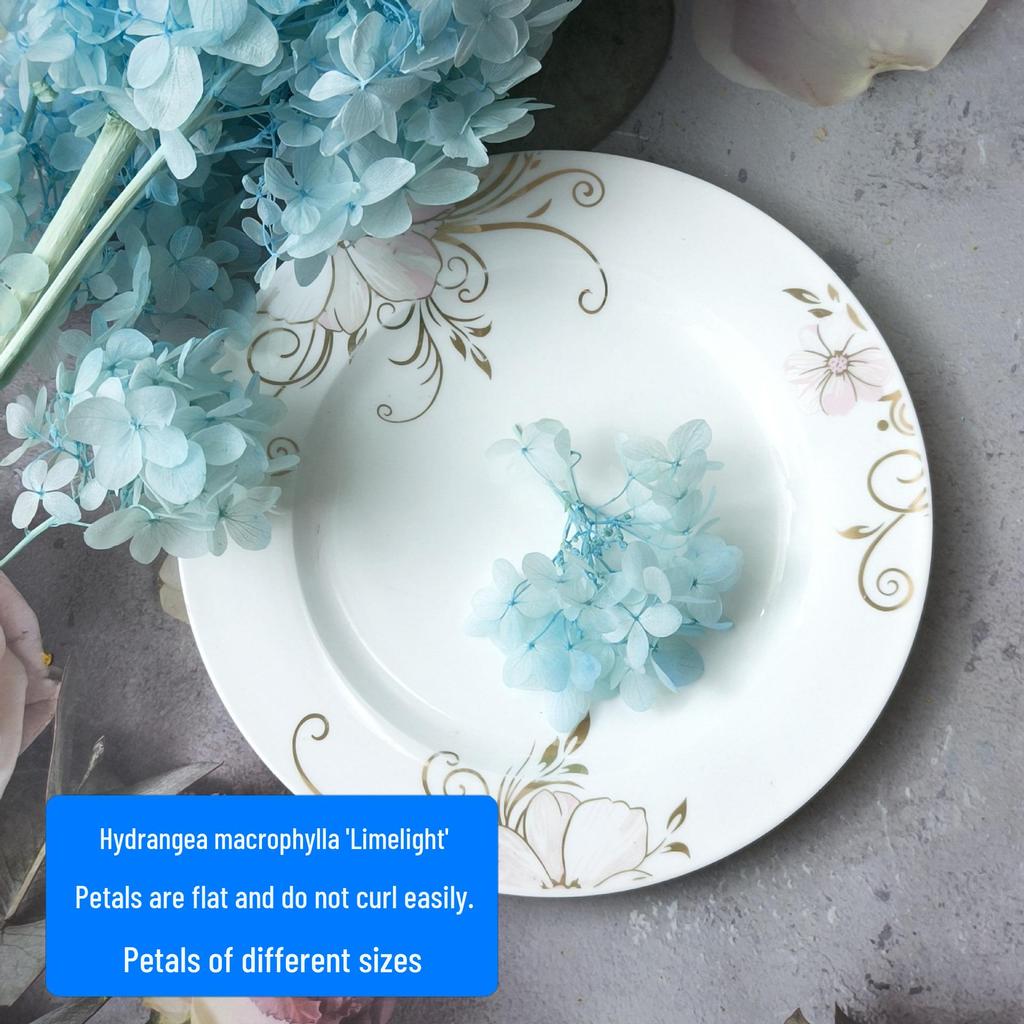 Blue Series Dried Flower DIY Kit: Hydrangea, Thousand-Layer Gold, Eucalyptus Leaf Souvenir Decoration