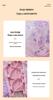 European & American Floral Lace Strappy Lingerie Set - Pink & Purple Push-Up Mesh