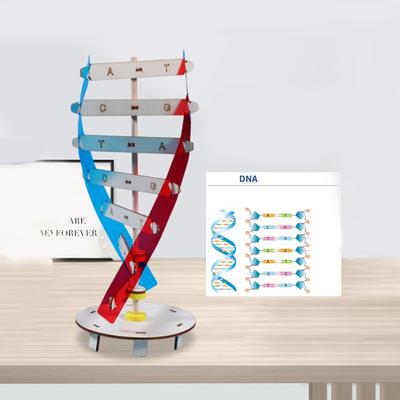 1 Set Interesting Stimulate Imagination Enhance Concentration Innovative Double Helix Structure DNA Models Kids Toys Experiment Equipment