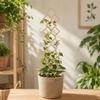 Wooden Garden Plant Trellis Climbing Stand Hollow Out Plant Support Rack Flowers Vine Geometric Plant Trellis Frame Courtyard
