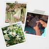 Natural Essential Oils for Aromatherapy 12 Pcs