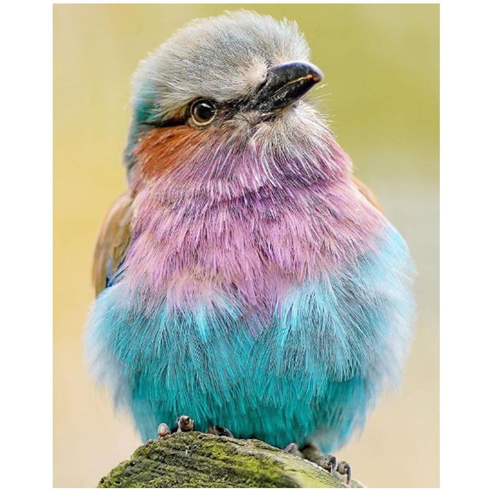 

Полный круглый / квадратный круглый DIY бриллиантовая живопись ». Новая птица. Животное Бриллиант 5D Вышивка Живопись Крестик Вышивка Мозаика Бриллианты дом Декоритио