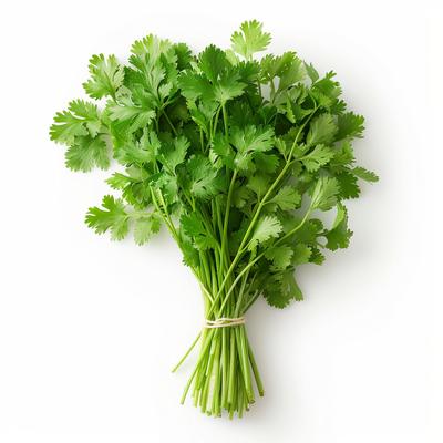 300 Coriander Seeds