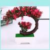 Pinus Hwangshanensis Miniature Bonsai Plastic Pot Landscape Home Decor