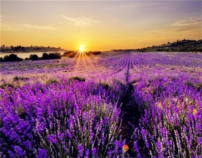 RUOPOTY Painting By Number Lavender Landscape Handpainted Unique Gift Picture Coloring By Numbers Balloon Children's Room Decor