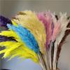 Colorful Pampas Reed Dried Flower Decorative Ornament for Home
