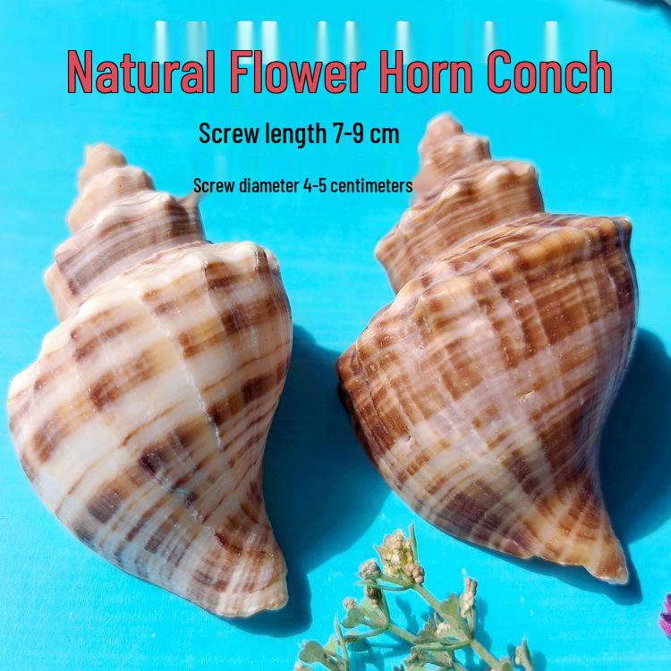 Conch Shells & Starfish for Hermit Crabs: Aquarium Decor & Drift Bottle Accessories