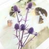 Preserved Eryngium Blue Planet Glass Dome DIY Wedding Flowers
