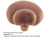 Excellent Vivid Wide Application Reusable Mini Simulation Mushroom Figurine Landscape Miniature Table Decor Statue