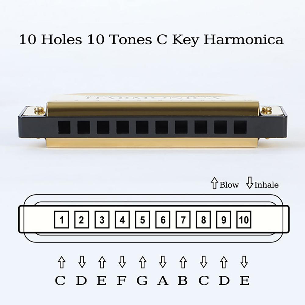 10-otworowa harmonijka ustna tonacji C Blues Harp Harmonijka ustna Obudowa z brązu fosforowego Diatoniczny zestaw harmonijkowy dla początkujących dla dzieci