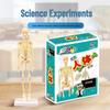 DIY Human Organ Model Kit: STEM Science Toys for Kindergarten Early Education