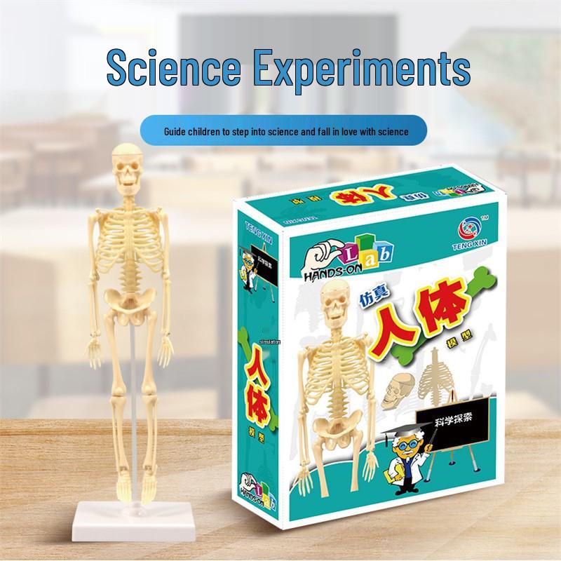 DIY Human Organ Model Kit: STEM Science Toys for Kindergarten Early Education