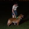 LED Flashing Dog Vest with USB Charging and Explosion-Proof Design
