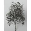 Woodland Scenics x KATO Natural Material Tree Black Dyed 24-368 Model Train Supplies