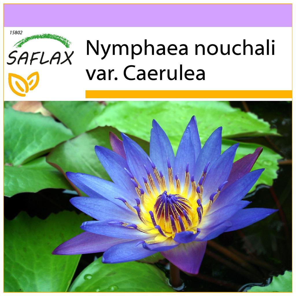 Buy SAFLAX Blue Lotus - 15 Seeds - Nymphaea Nouchali at affordable prices   free shipping, real reviews with photos  Joom