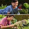 Mattel Jurassic World Glänzender Brüllender und Brüllender Dystortus Set von Dinosaurier Alter 4 und (JURASSISCHE WELT) T-Rex Rex, 2, Kinderfiguren, Spielzeug, Oben,